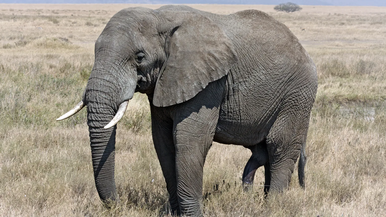 Elefante em safari na Tanzania usado para contexto de safari mais Zanzibar